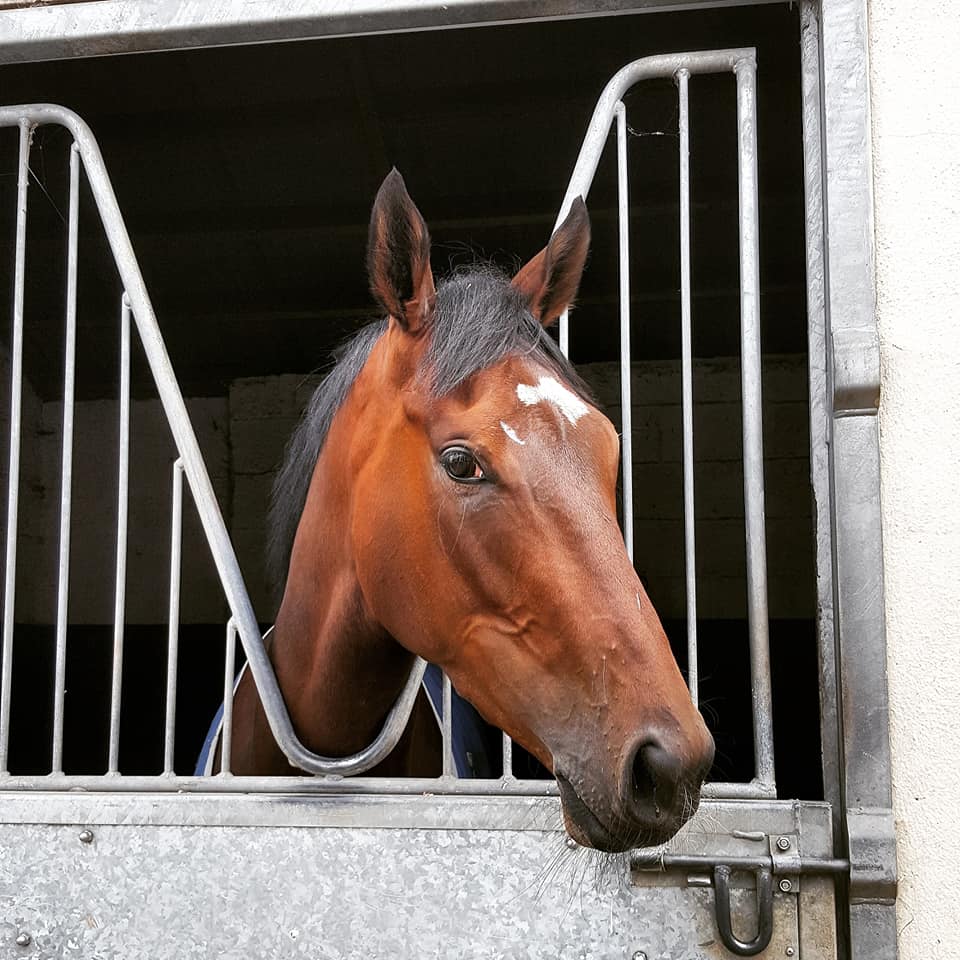 Two Year Old Horses In Training
