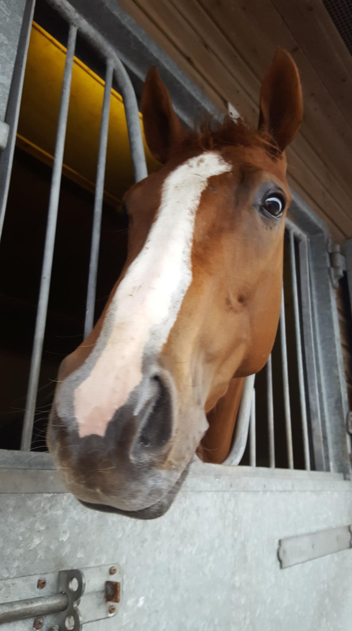 Horse Contct Us at Wiliiam Muir Trainer