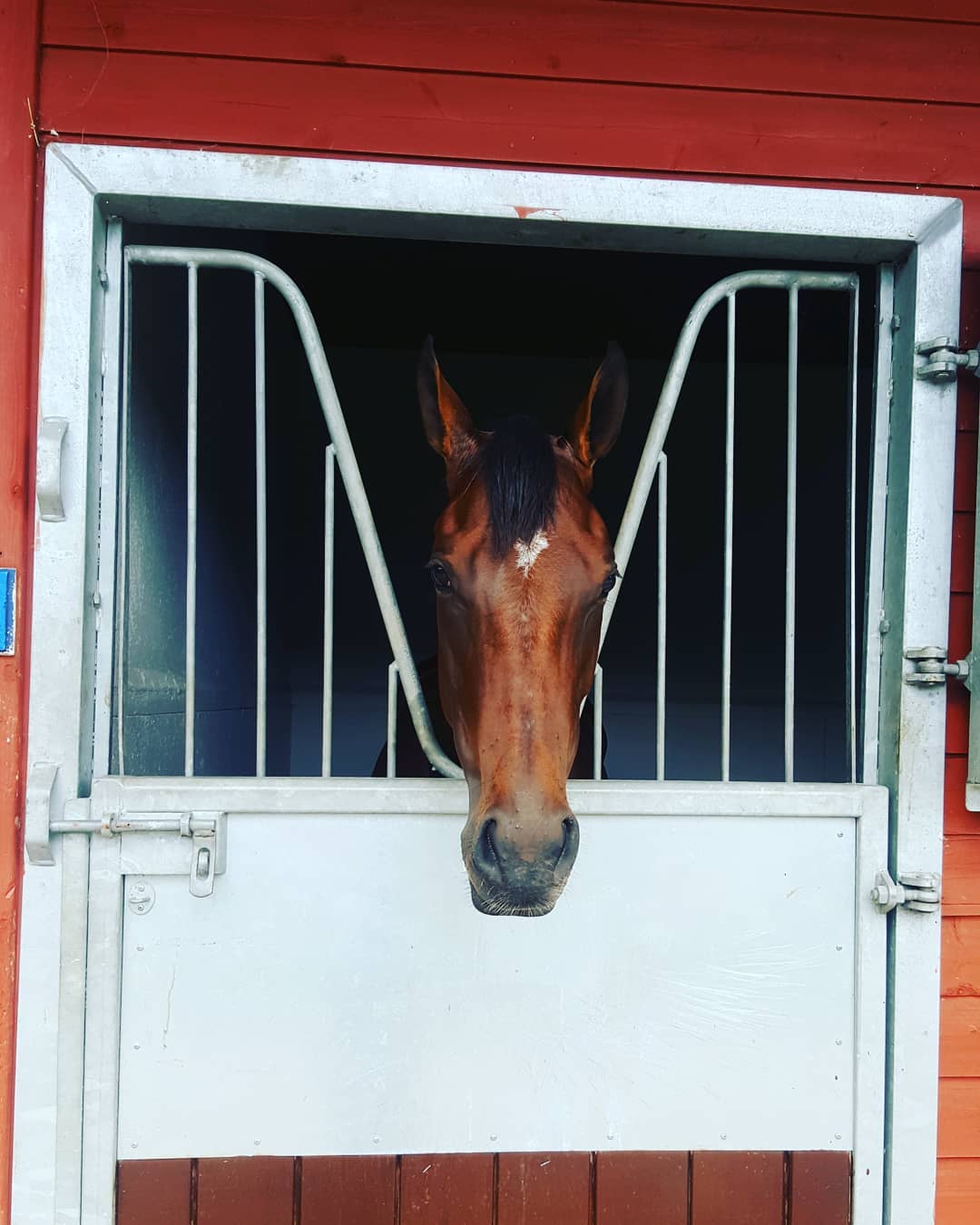 Three Year Olds In Training