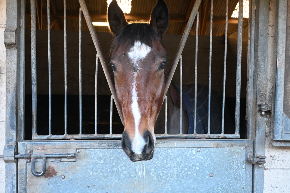 Artemis Star - Trainer William Muir