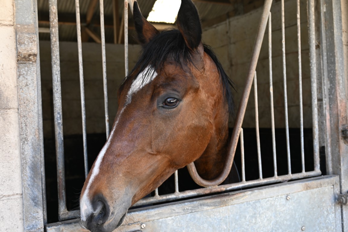 Breacher a Bay Colt with William Muir &amp; Chrios Grassick