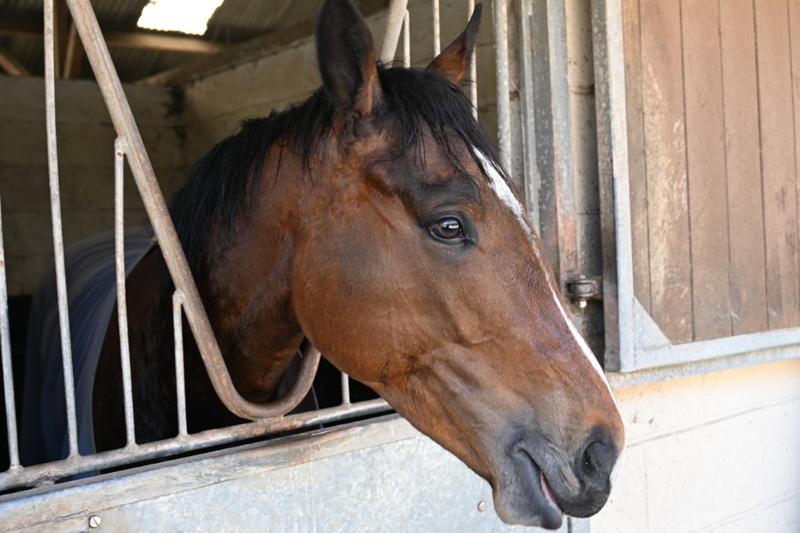 Breacher a Bay Colt Training with William Muir &amp; Chris Grassick