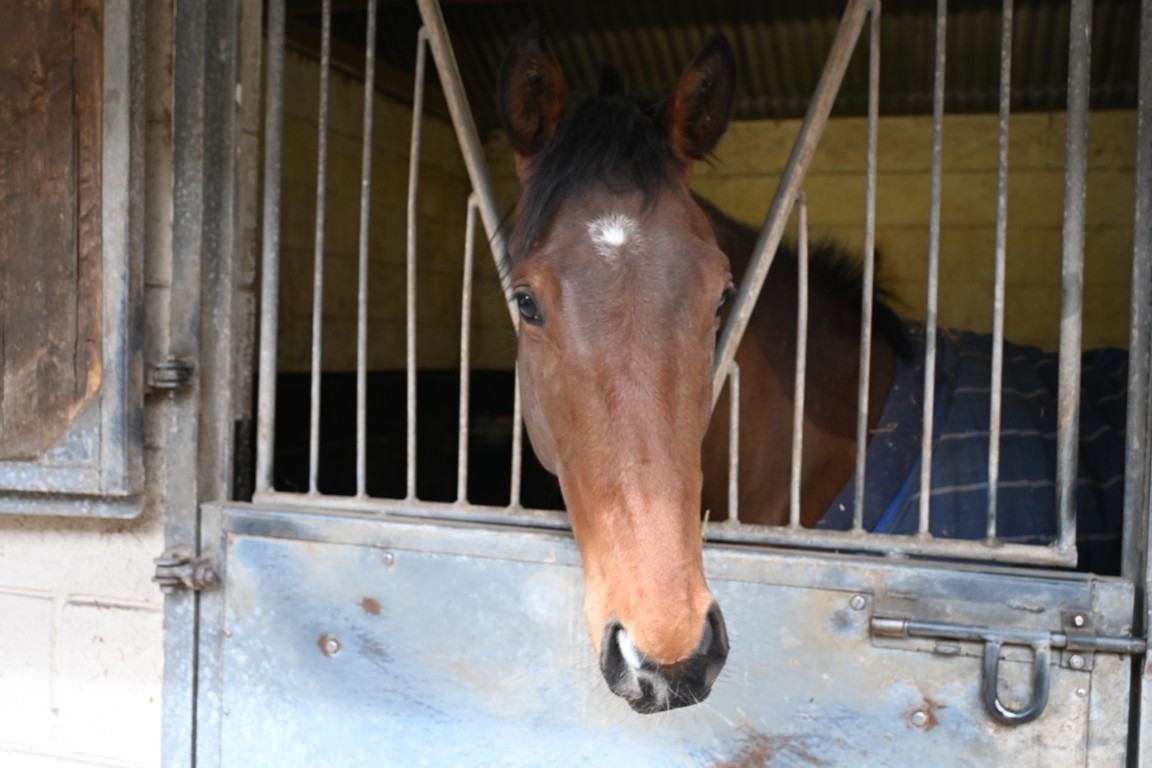 Clive The Write : Bay Colt: Trainer William Muir Lambourn
