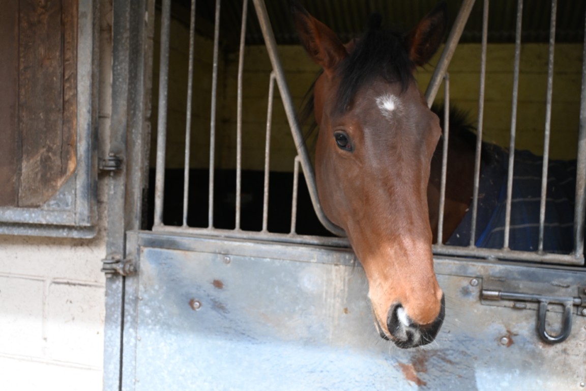 Clive The writer : Bay Colt : Trainer William Muir Lambourn