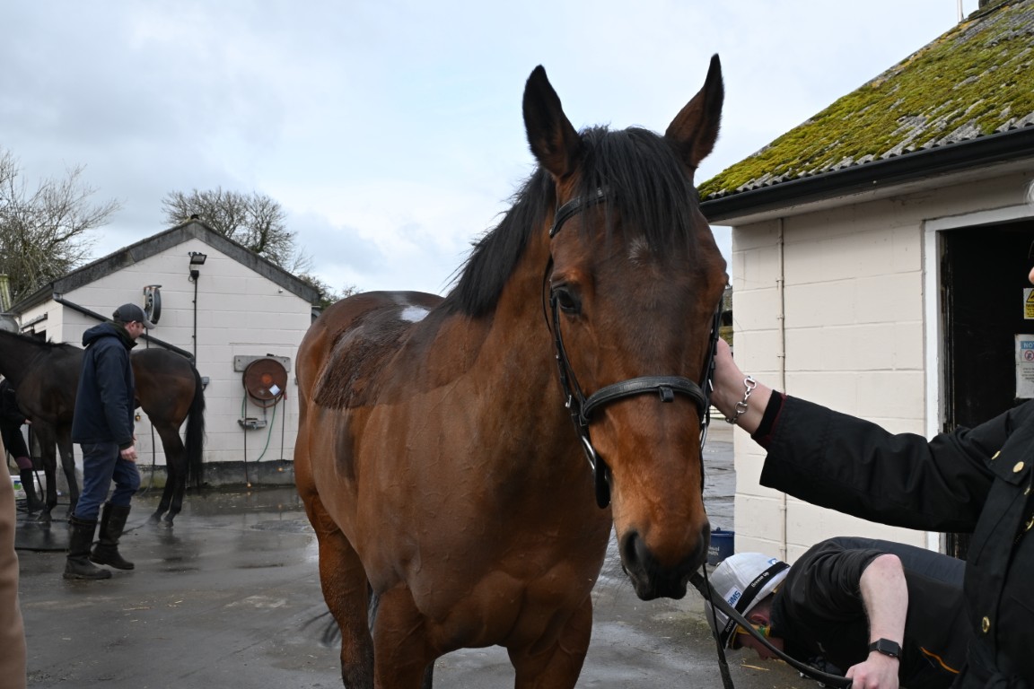The Coffee Pod Racehorse