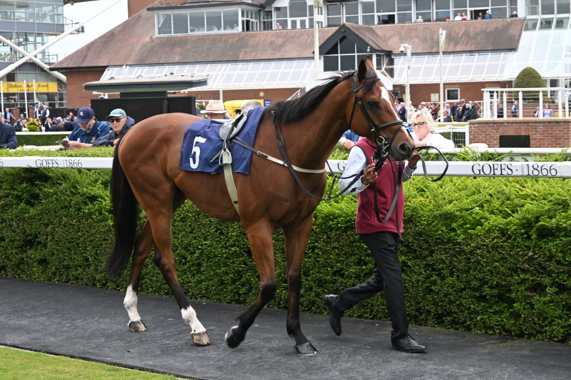 Herculeus At Newbury