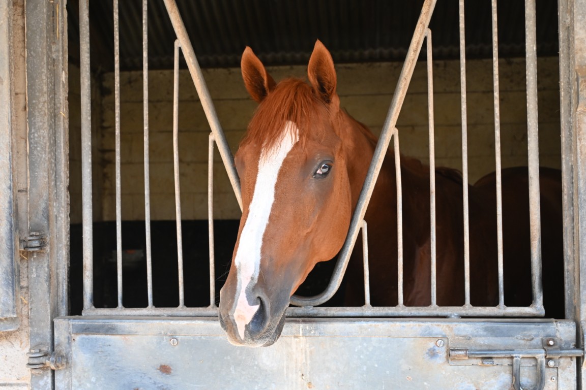 Diamondise (IRE) Trainer William Muir