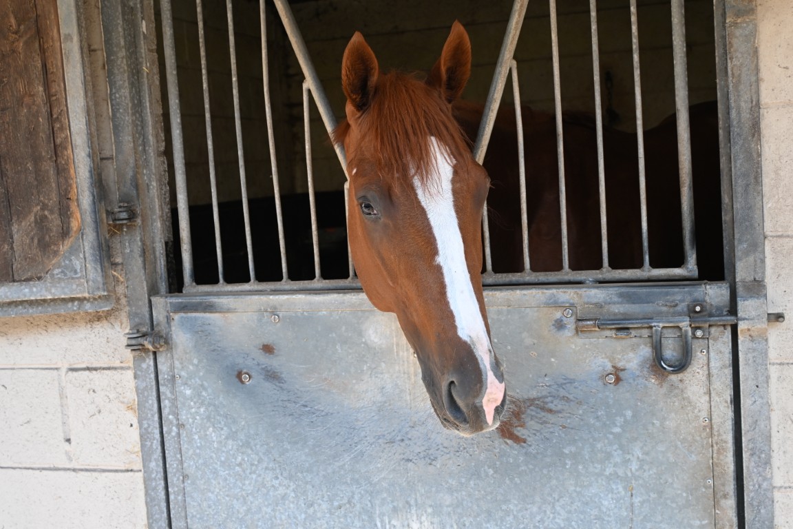 Diamondise (IRE) Trainer William Muir