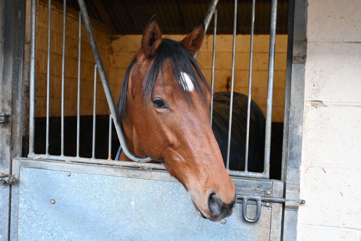 Ebt's Warrior Racehorse