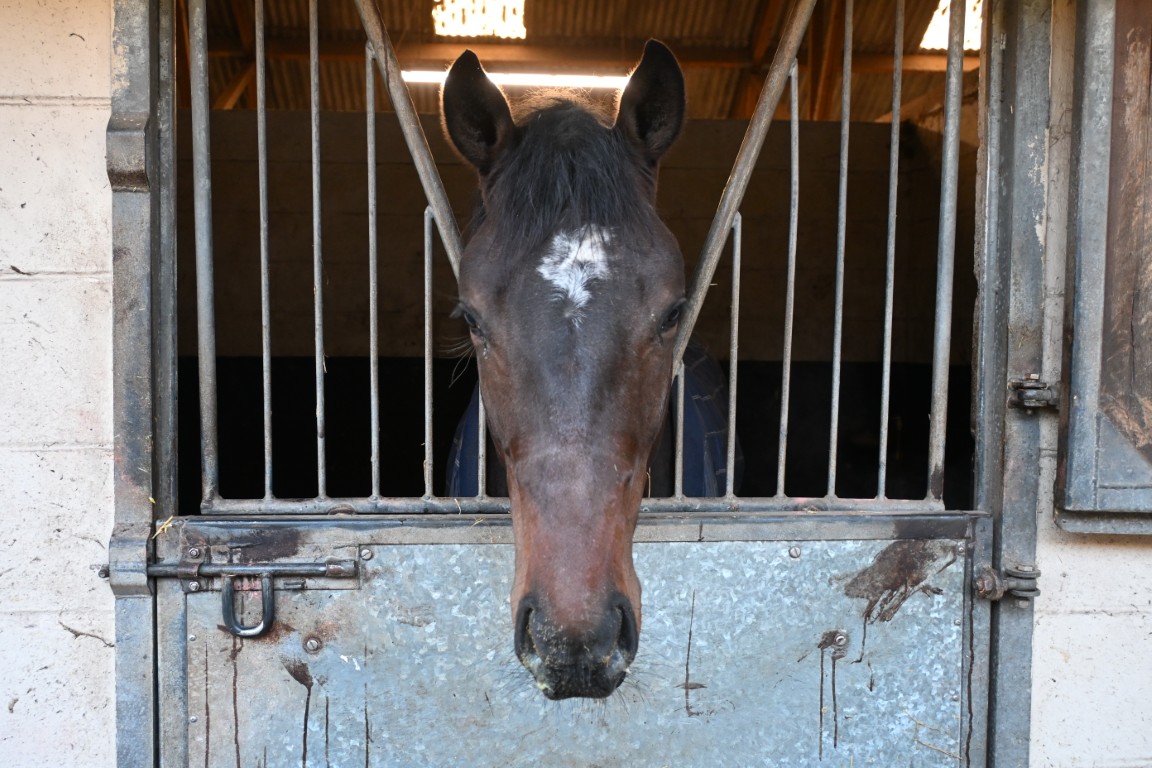 Racehorse Generous Sprit at Linkslade Stabels Lambourn