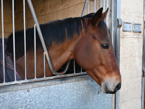 Grand Vista (IRE)