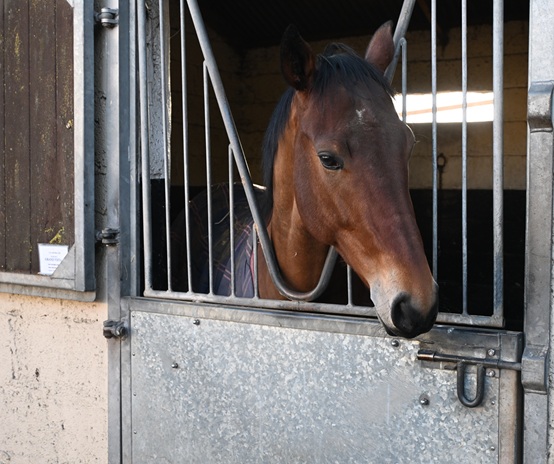 Grand Vista (IRE)
