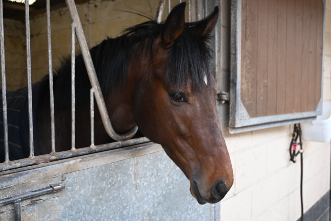 Hoosthat : Bay Colt : trainer William Muir