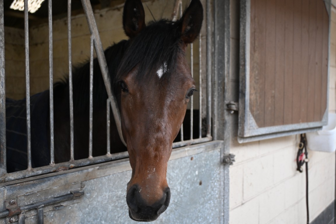 Hoosthat : Bay Colt : Trainer William Muir Lambourn