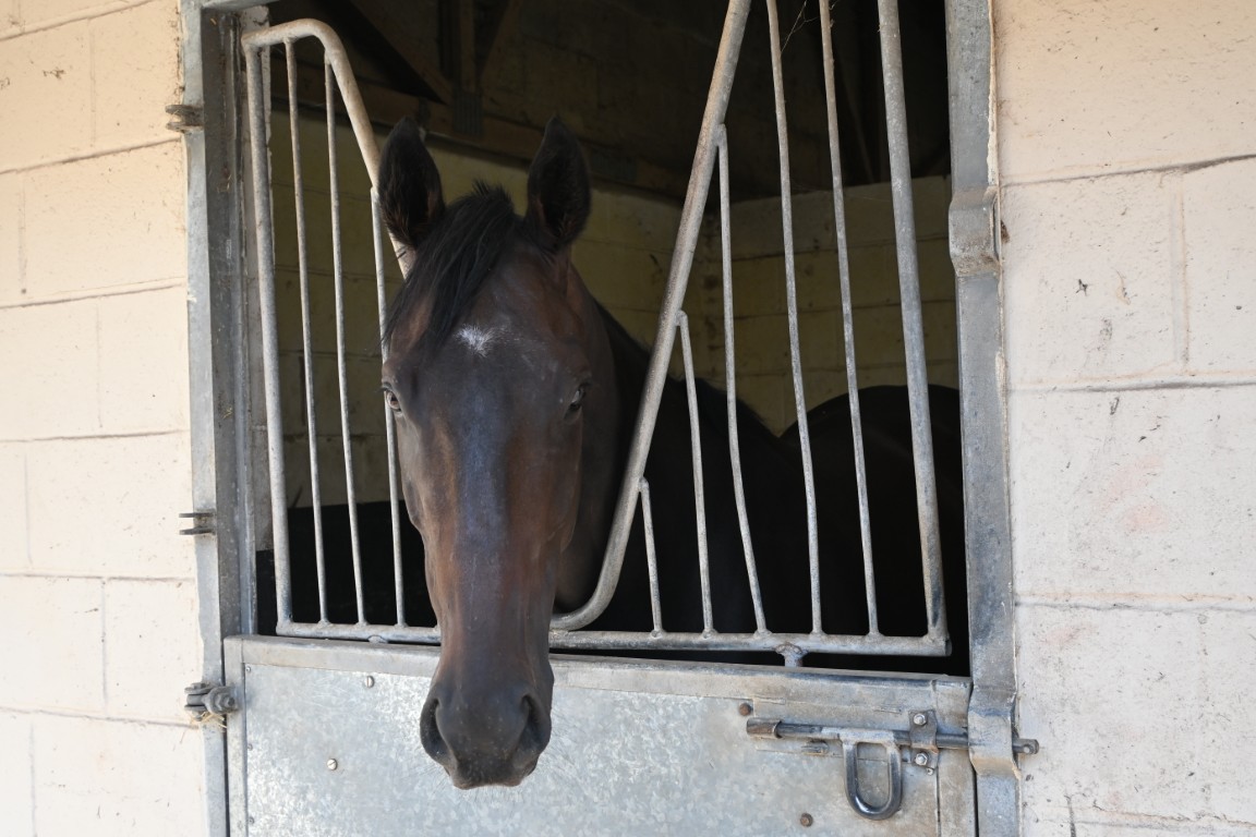 Kev (GB) in training with William Muir Lambourn