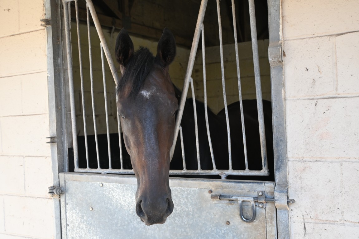KEV (GB) Racehorse with William Muir Trainer Lambourn
