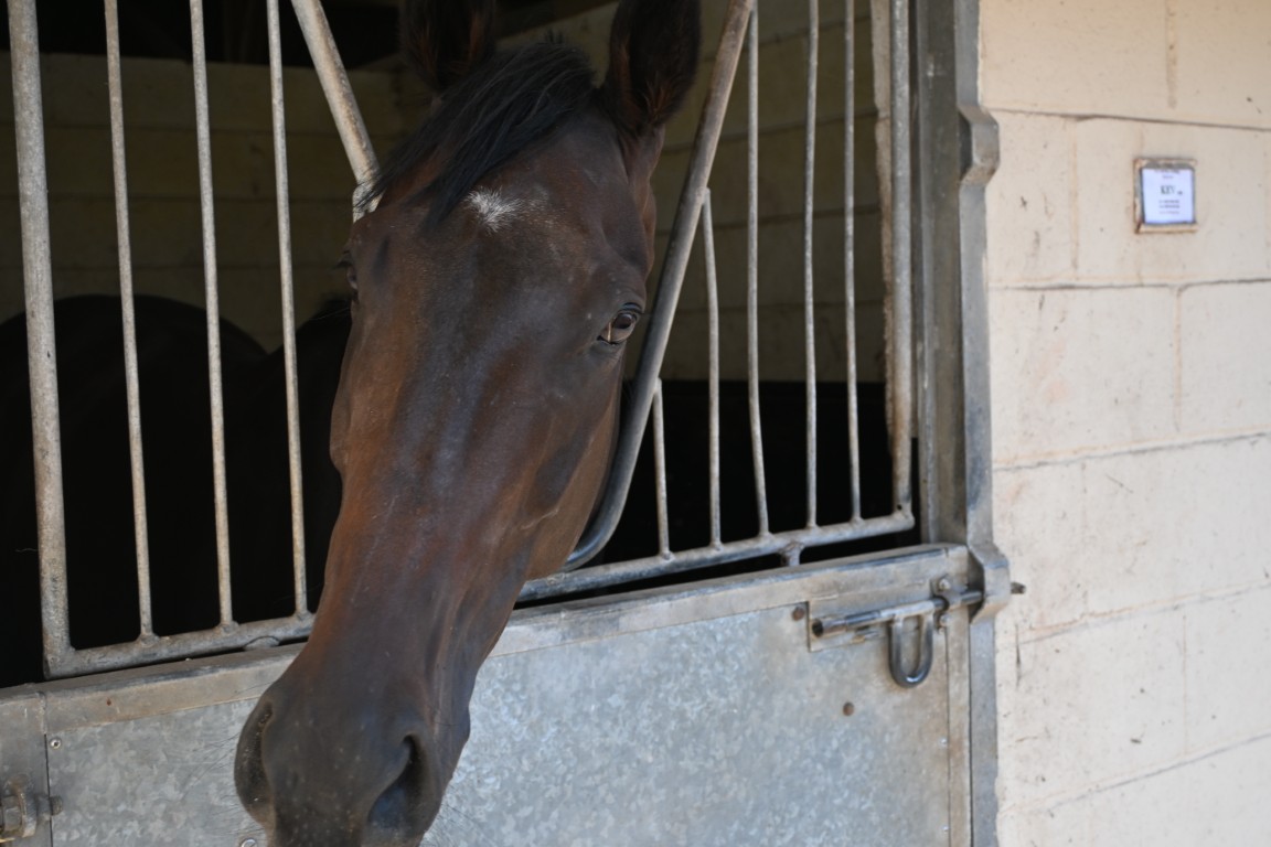 Kev (GB0 in trainer with William Muir at Lambourn