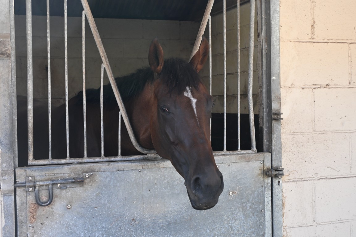 Kev (GB) at trainer William Muir in Lambourn