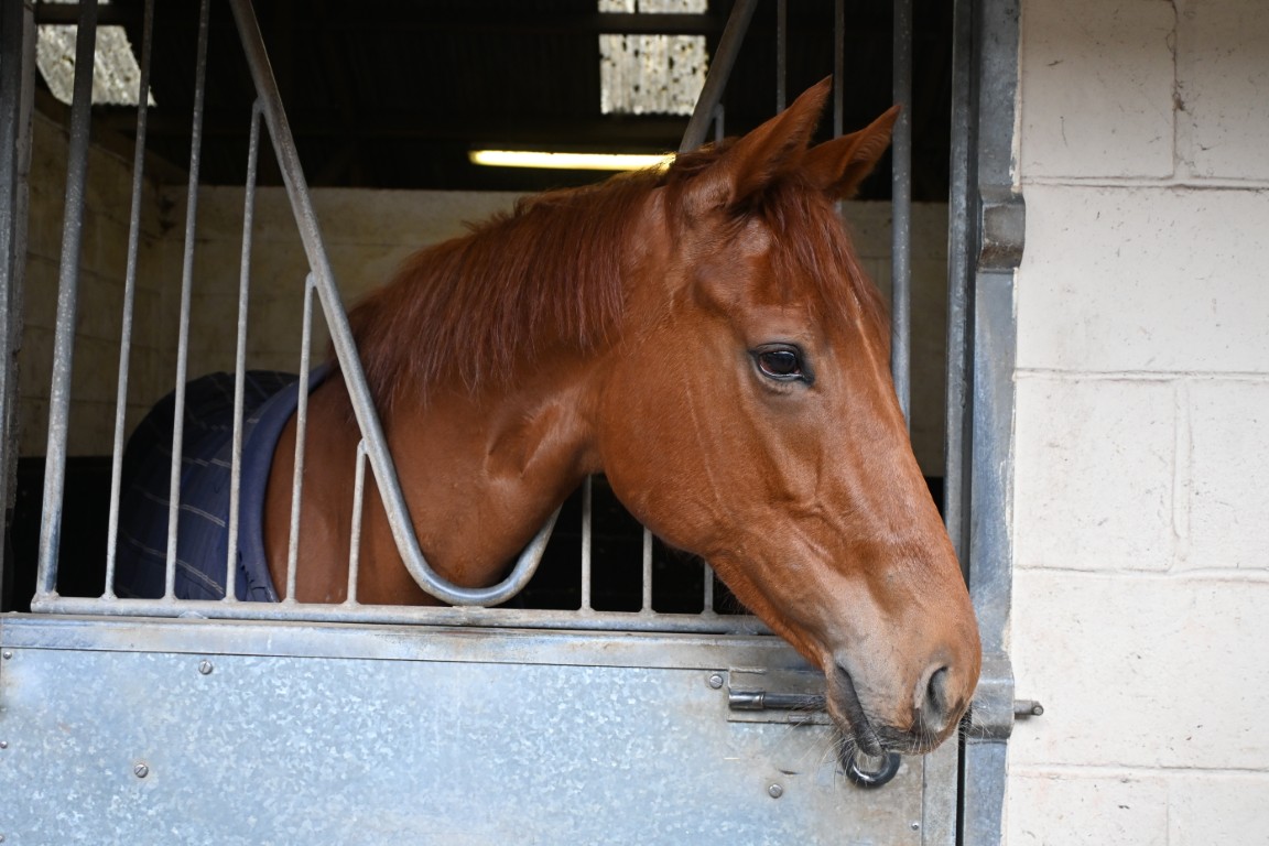 Milly Mint : Chestnut Filly : Trainer William Muir Lambourn