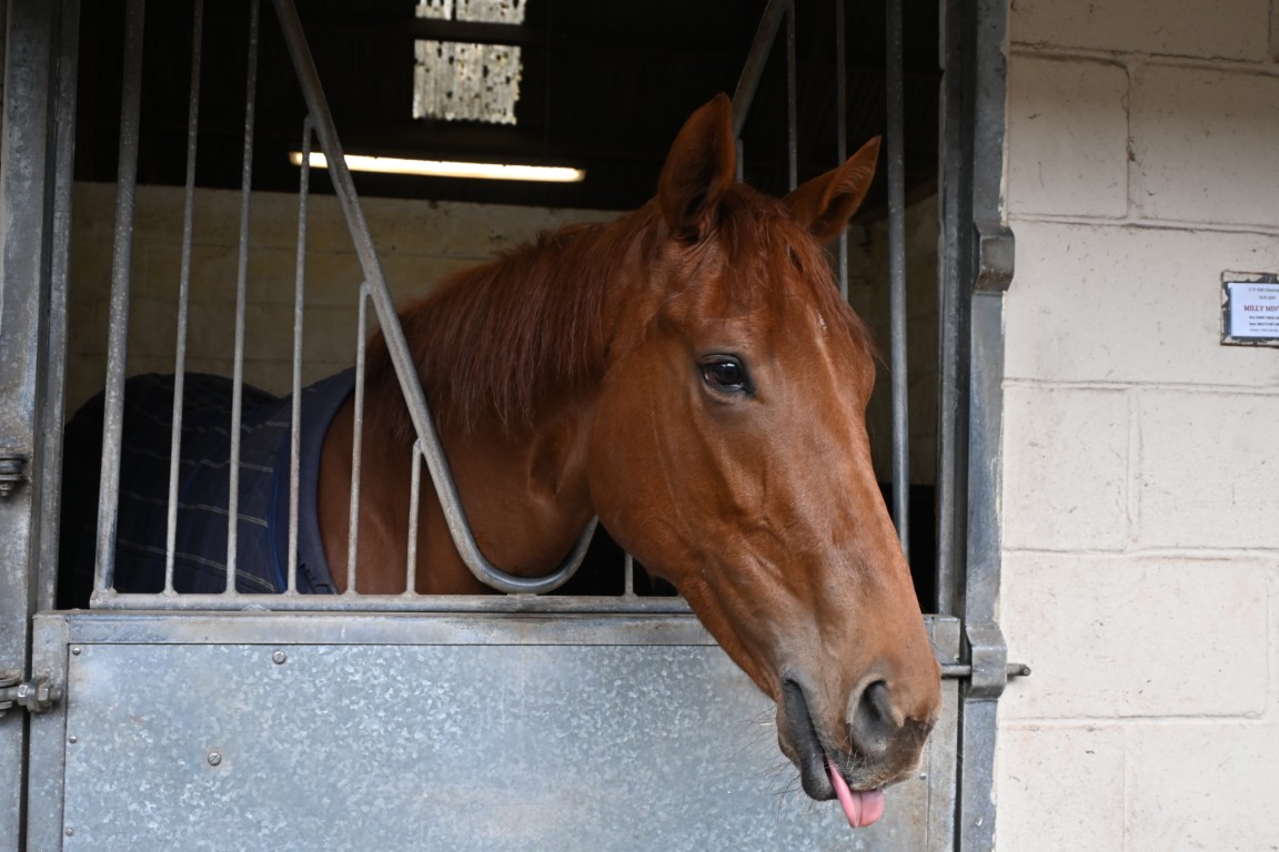 Milly Mint : Chestnut Filly : Trainer William Muir
