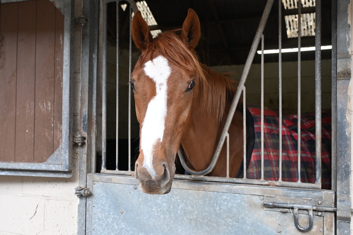 Sweet Katarina : Bay Filly : Trainer William Muir Lambourn