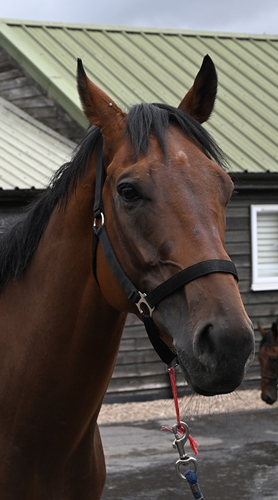 Four Year Old  Plus Horses In Training
